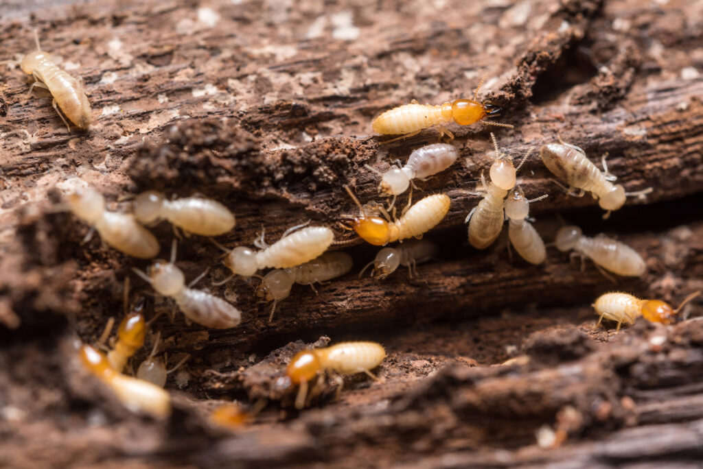 How Termite Inspections in Sydney Protect Your Property